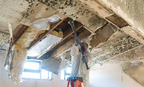 Best Black Mold Removal in Sheldon, IA